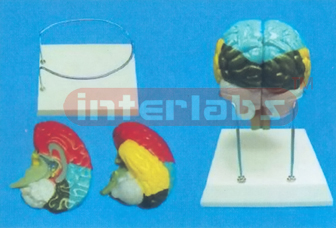 THE BRAIN MODEL BY COLOURED SEPARATION (DETACH PAINTED) SHOWING FUNCTION WITH ROUND BASE